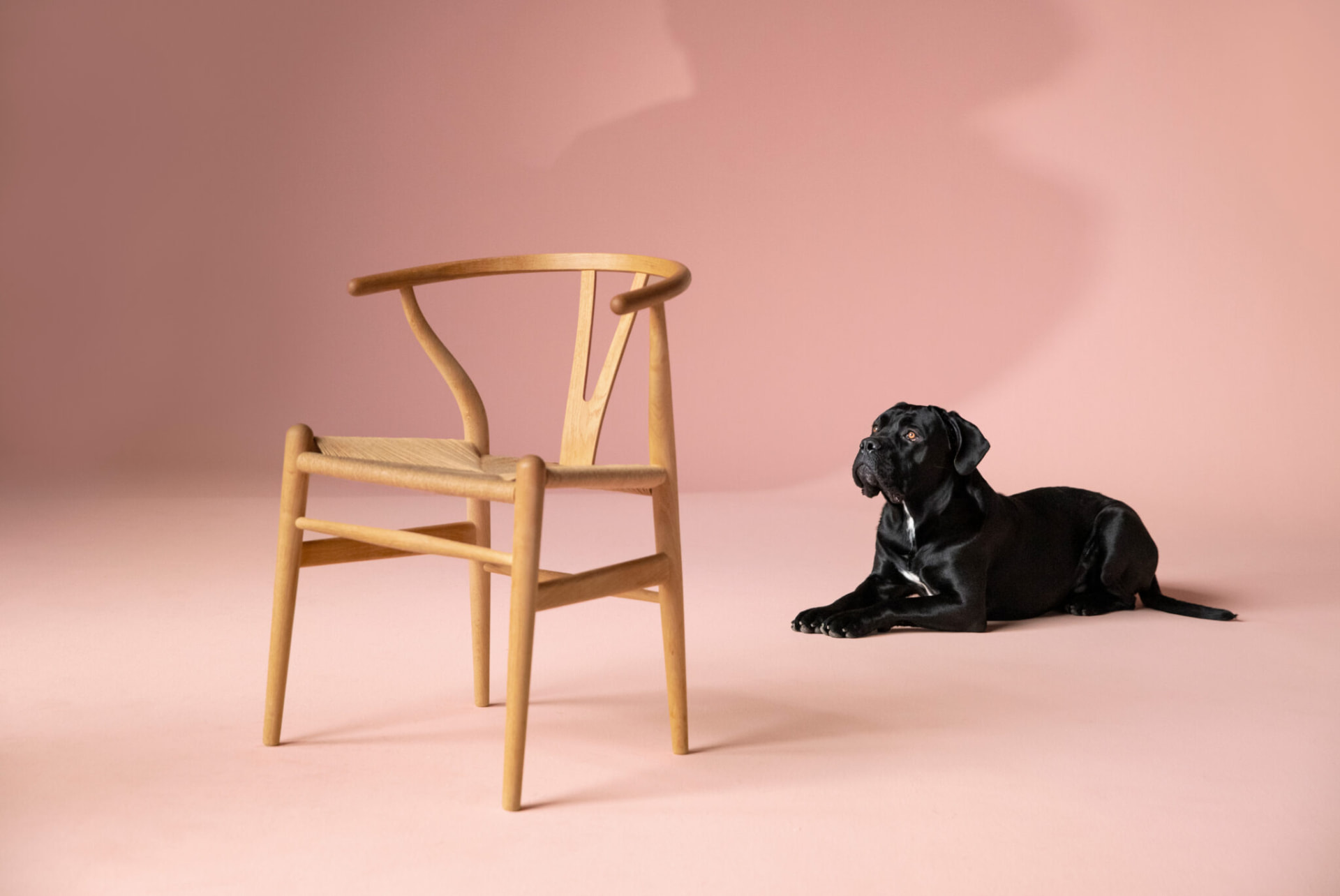 Fonus – Elvis by the chair
